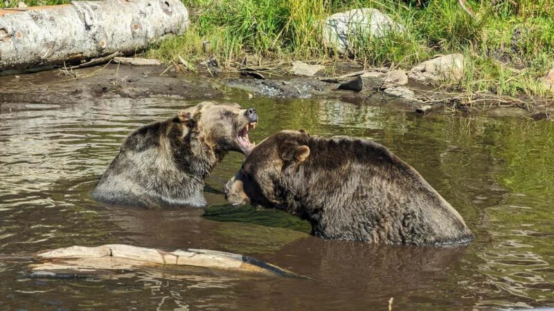 Grouse Mnt+StanleyPark+Hatchery+Cleveland Dam+LynnCanyonTOUR - Practical Aspects You Should Know