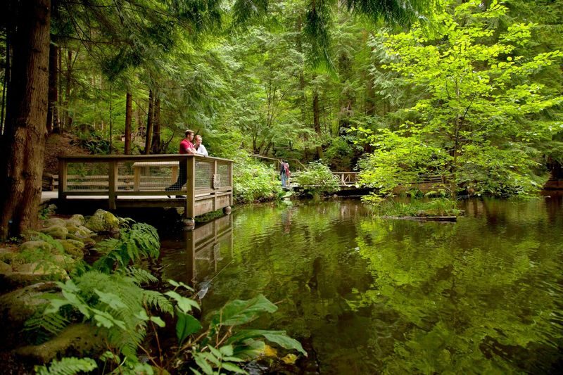 Grouse Mountain and Capilano Suspension Bridge Park Tour - Capilano Suspension Bridge Park among the trees
