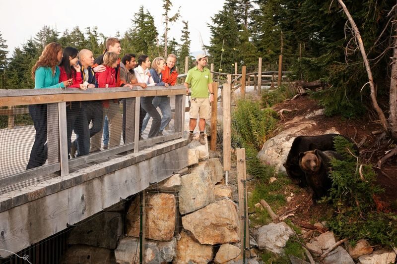 Grouse Mountain and Capilano Suspension Bridge Park Tour - Watching salmon at the Capilano River Hatchery