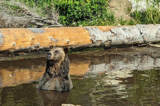 Grouse Mtn Stanley Park Hatchery Cleveland Dam Lynn Canyon Tour - FAQs