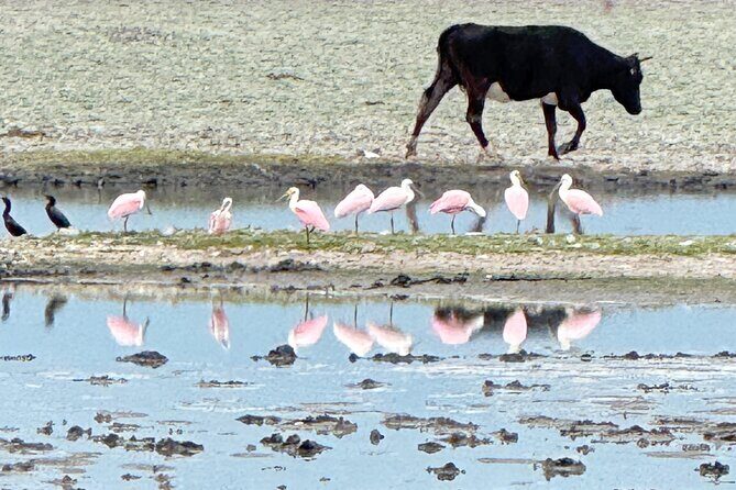 Guachimontones and Teuchitlan explores as a local - Authentic Experiences and Practical Tips
