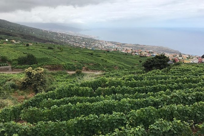 Guachinche 4-hour Gastronomic Tour in Tenerife - Guachinche Details