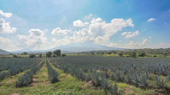 Guadalajara: Premium Tequila Tour With Tastings and Pairings - Inclusions and What to Bring