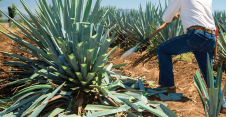Guadalajara: Tequila Tour From Field to Glass - Itinerary and Highlights