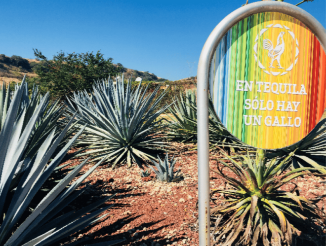 Guadalajara: Tequila Tour From Field to Glass - Flavor Profiles Exploration