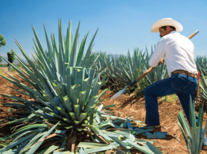 Guadalajara: Tequila Tour From Field to Glass - Hotel or Airbnb Pickup
