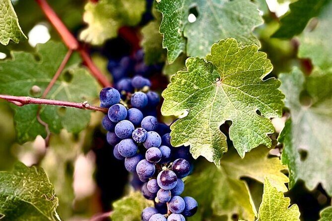 Guadalupe Valley Private Tour The Wine Route - Good To Know