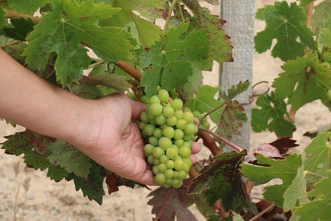 Guadalupe Valley Wine Route Tour in Baja California - Tour Recommendations and Wine Variety