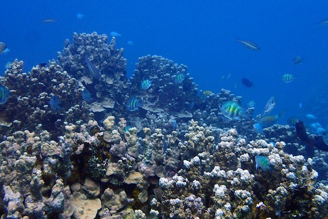 Guam's Best Beach Diving! Beginner and Advanced Dives - Good To Know
