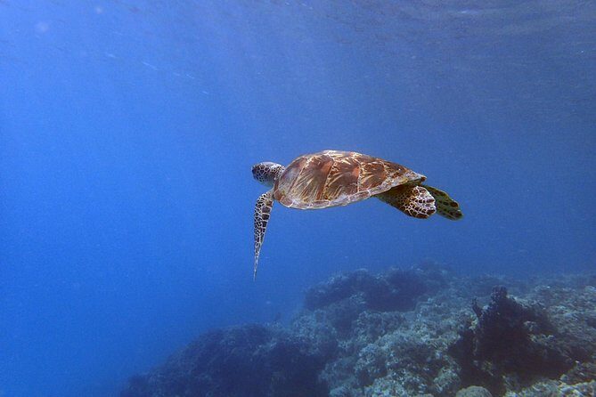 Guam's Best Beach Diving! Beginner and Advanced Dives - Why You Should Consider This Tour