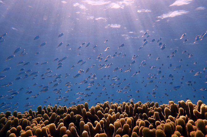 Guam's Private 5 Star Guided Snorkeling Tour! - Value for Money