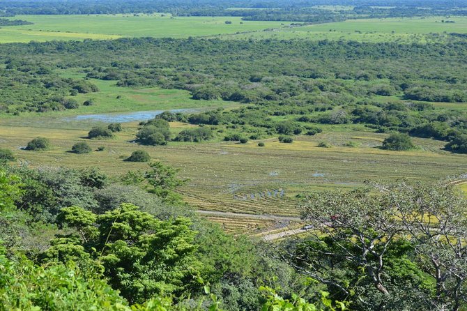 Guanacaste Forest Zipline (Tamarindo, Playa Grande, Flamingo, Potrero) - Ziplining Experience Details