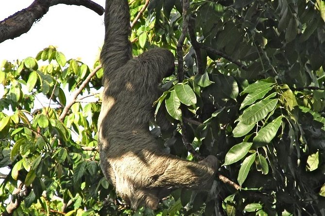 Guanacaste Private Wildlife, Waterfall, and River Tour  - Playa Hermosa - Tour Highlights