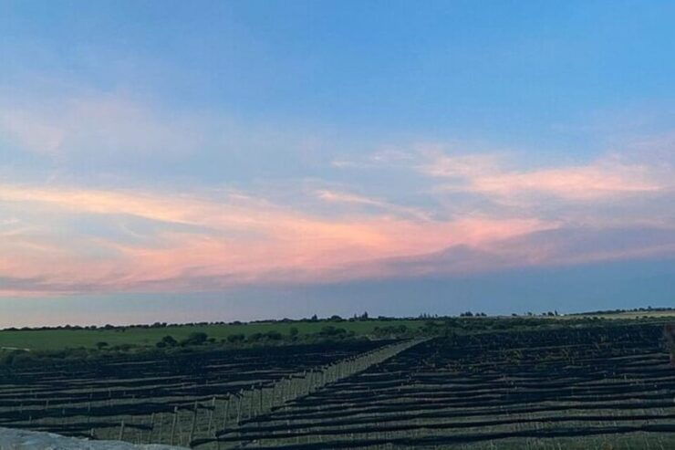 Guanajuato: Private Wine Route Tour With Tastings - Good To Know