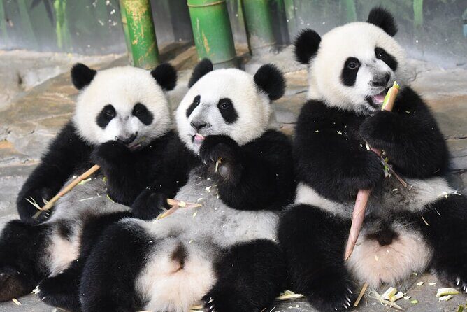 Guangzhou Chimelong Safari Park - Good To Know