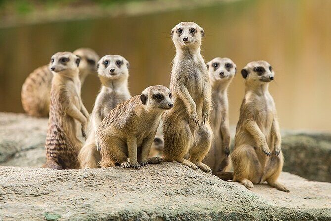 Guangzhou Chimelong Safari Park - Who Will Love This Experience?