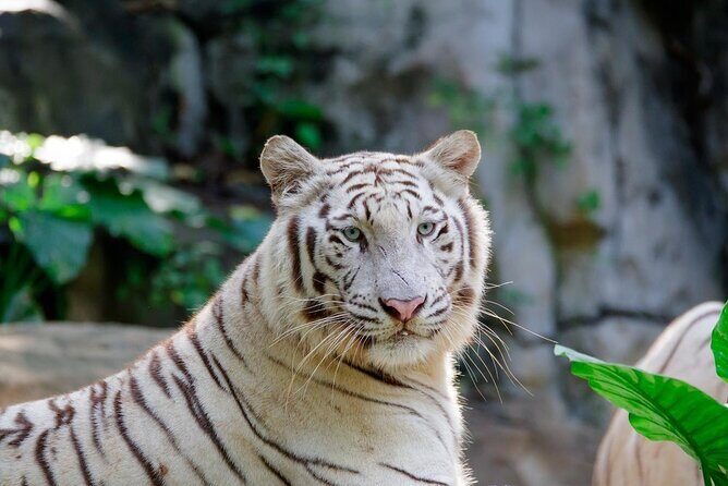 Guangzhou Chimelong Safari Park - FAQs