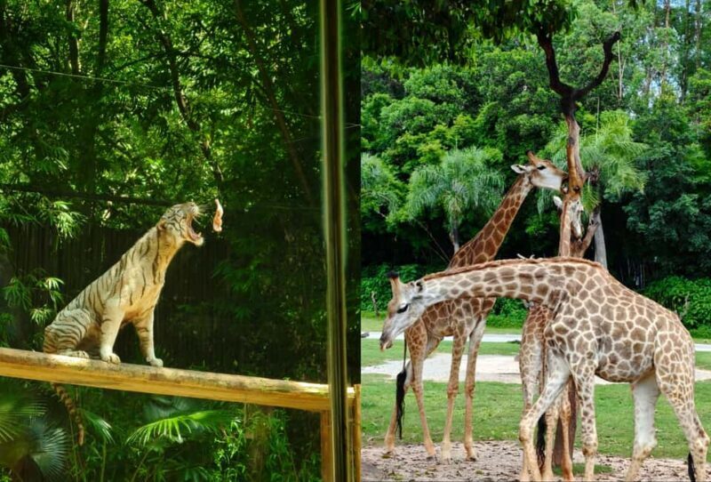 Guangzhou Chimelong: Safari Park/ParadiseOptional Day Tour - Pricing and Value Analysis