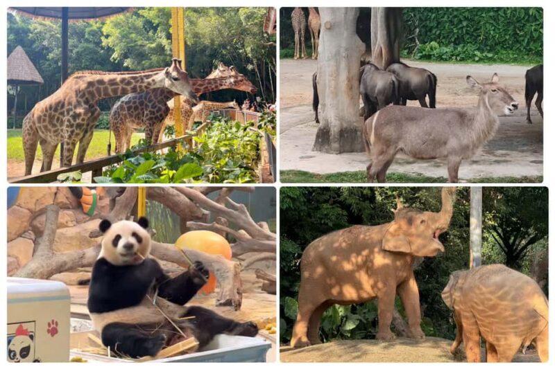 Guangzhou Chimelong: Safari Park/ParadiseOptional Day Tour - Final Thoughts: Who Will Love This Tour?