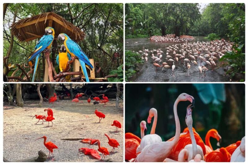 Guangzhou Chimelong: Safari Park/ParadiseOptional Day Tour - An In-Depth Look at the Chimelong Experience