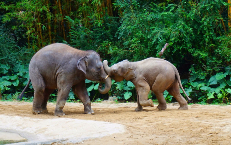 Guangzhou Chimelong Safari Park Private Full-Day Tour - Key points before you book