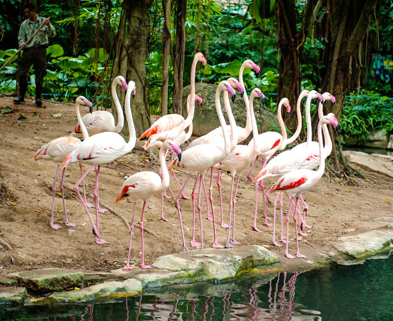 Guangzhou Chimelong Safari Park Private Full-Day Tour - A full day, with the schedule still to confirm