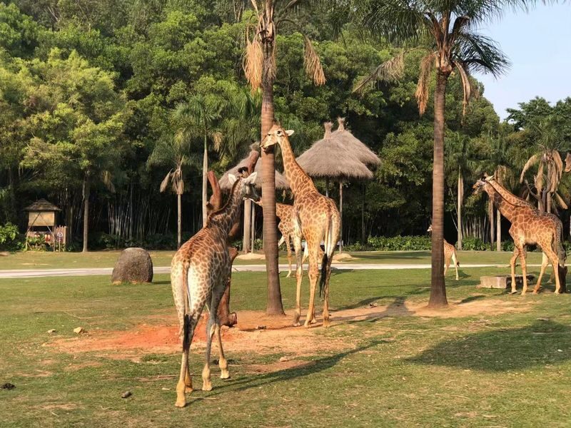 Guangzhou Chimelong Safari Park Private Full-Day Tour - Is $73.55 good value?