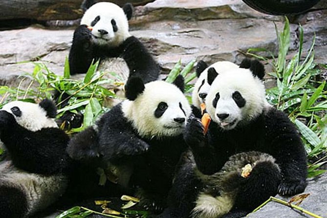 Guangzhou Chimelong Safari Park Private Guided Tour - Good To Know