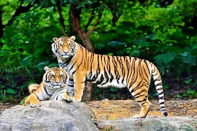 Guangzhou Chimelong Safari Park Private Guided Tour - Additional Info