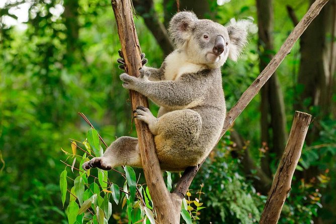 Guangzhou Chimelong Safari Park Private Guided Tour - Price