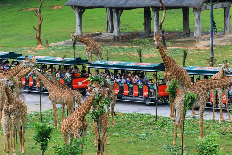 Guangzhou Chimelong Safari Park Ticket - Chimelong Safari Park at a glance