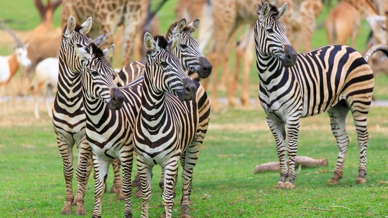Guangzhou Chimelong Safari Park Ticket - A big park with two very different routes