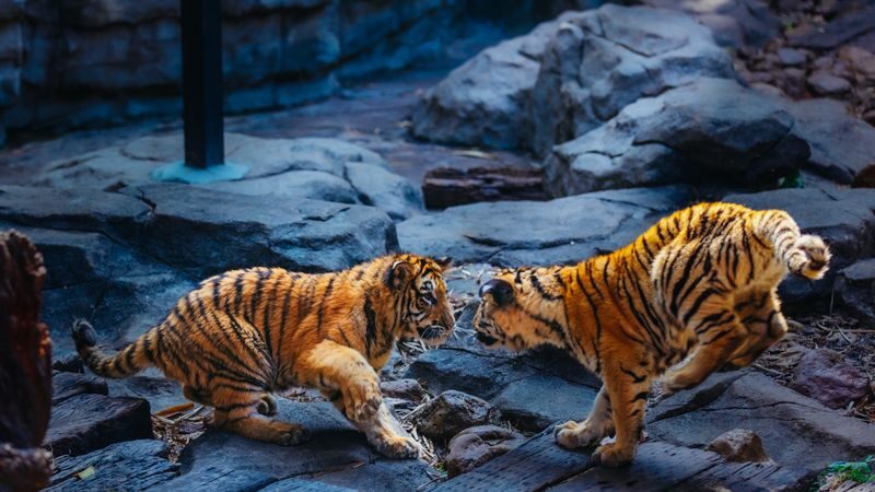 Guangzhou Chimelong Safari Park Ticket - The cable car: a different view over the savannah