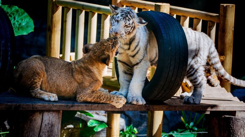 Guangzhou Chimelong Safari Park Ticket - Walking exhibits and the animals worth making time for
