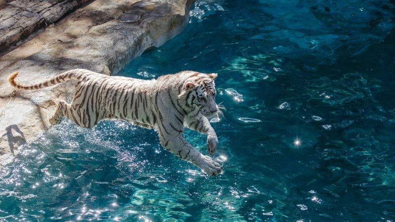 Guangzhou Chimelong Safari Park Ticket - How long to allow, and how to pace the day