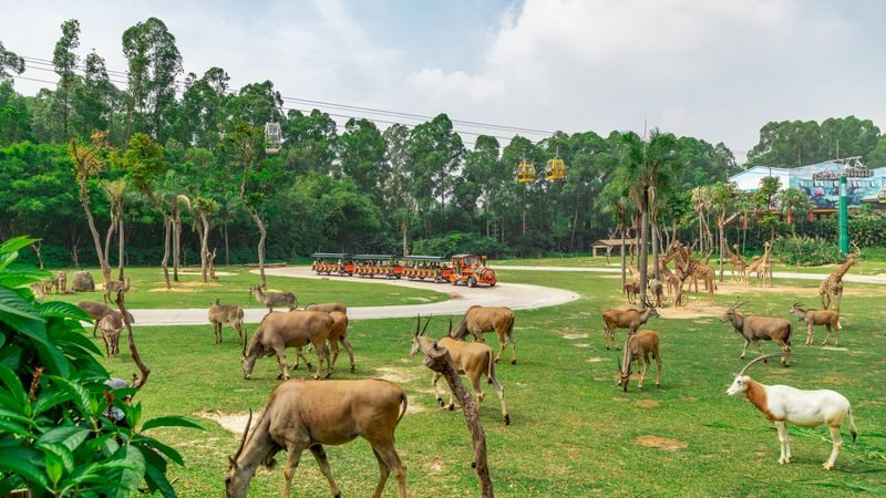 Guangzhou Chimelong Safari Park Ticket - What the ticket costs and what the price buys