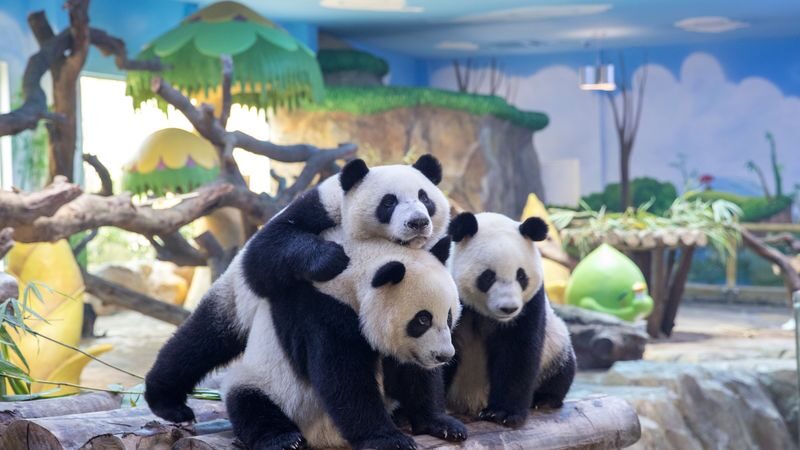 Guangzhou Chimelong Safari Park Ticket - Getting there, entry documents, and practical details