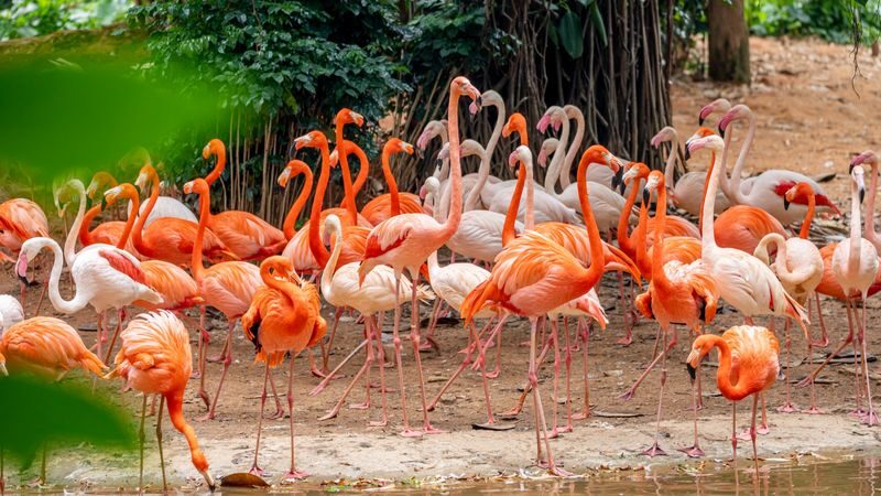 Guangzhou Chimelong Safari Park Ticket - Who will get the most from Chimelong