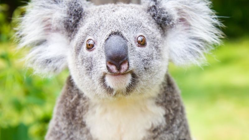 Guangzhou Chimelong Safari Park Ticket - Should you book this ticket?