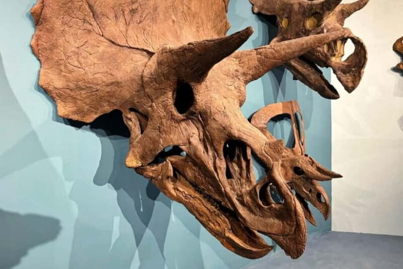 Guangzhou: Grandview Museum of Nature Science Ticket - Deep Dive into Each Section