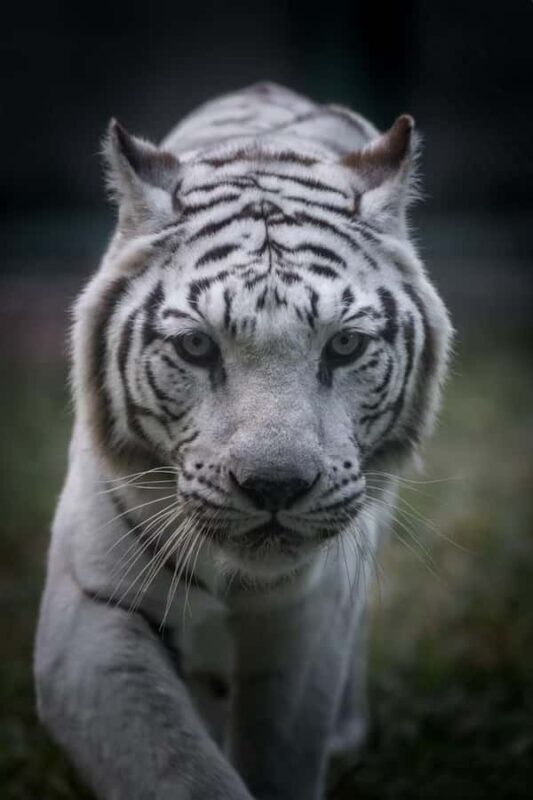 Guangzhou: Guangzhou Zoo Official Entry Ticket with Pandas - Good To Know