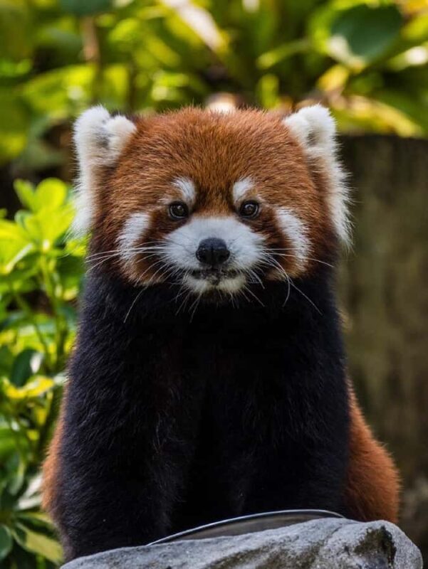 Guangzhou: Guangzhou Zoo Official Entry Ticket with Pandas - Authentic Experiences and Visitor Insights