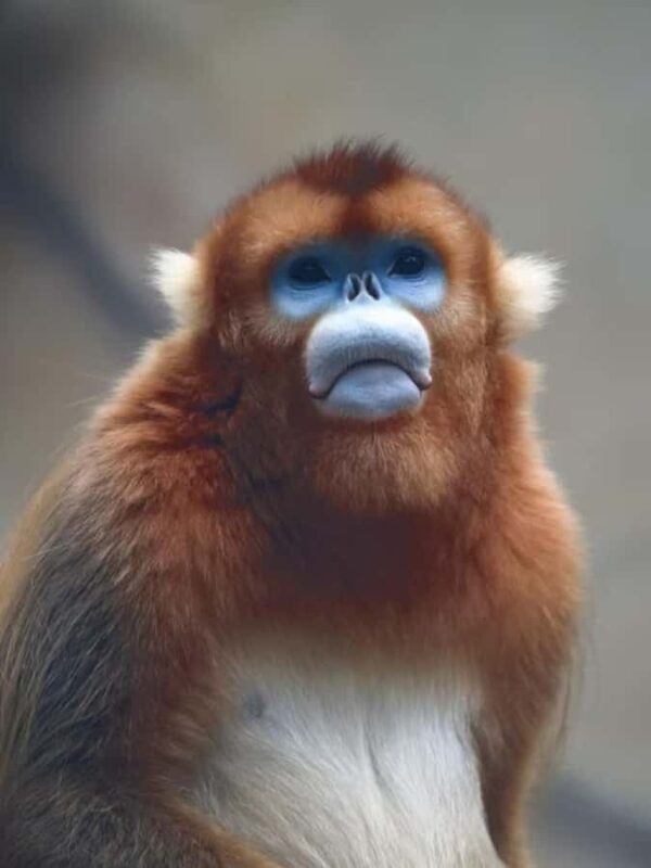 Guangzhou: Guangzhou Zoo Official Entry Ticket with Pandas - Why Choose Guangzhou Zoo?