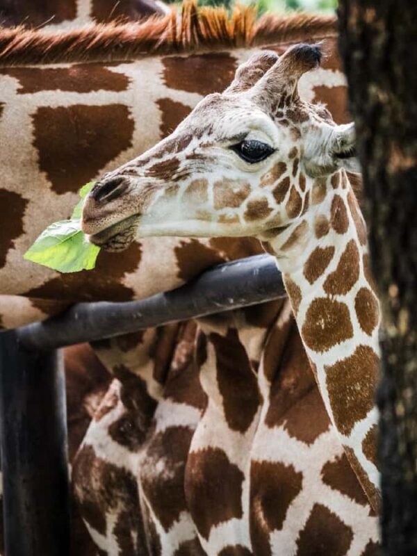 Guangzhou: Guangzhou Zoo Official Entry Ticket with Pandas - Who Is This Tour Best For?