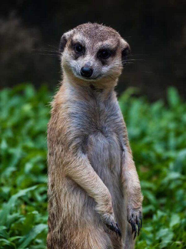 Guangzhou: Guangzhou Zoo Official Entry Ticket with Pandas - Frequently Asked Questions