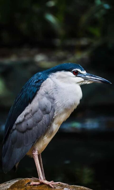 Guangzhou: Guangzhou Zoo Official Entry Ticket with Pandas - Final Thoughts