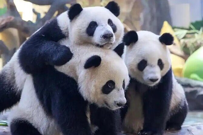 Guangzhou Private Safari Tour with Ride and Giant Panda viewing - Good To Know