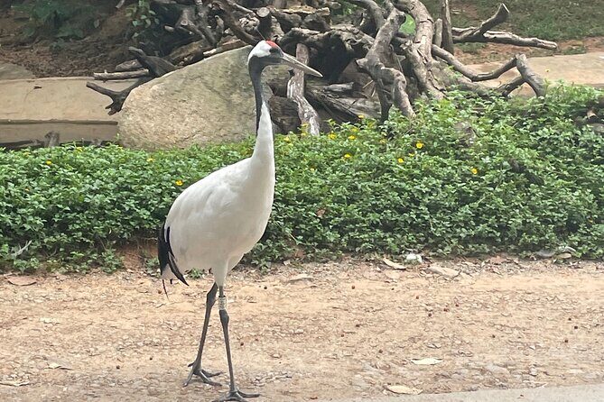 Guangzhou Private Safari Tour with Ride and Giant Panda viewing - Authentic Experiences from Reviews