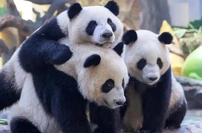 Guangzhou Private Safari Tour with Ride and Giant Panda viewing - Who Will Love This Tour?