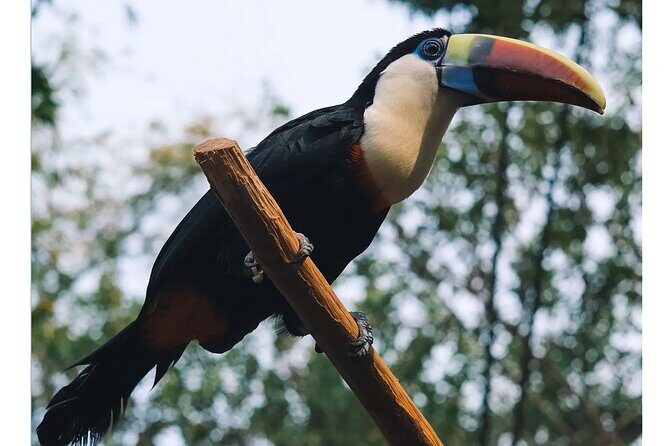 Guangzhou Private Safari Tour with Ride - Potential Drawbacks or Considerations